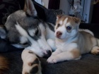 Prod�m �t��ata sibi�sk�ho huskyho pejska a fenky