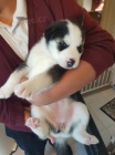 Prod�m �t��ata sibi�sk�ho huskyho