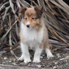 Prod�m �t��ata shetlandsk�ho ov��ka