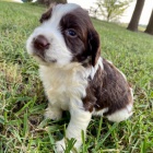 mini anglick� �pringr�pan�l �t��ata k adopci.