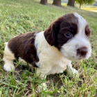 mini anglick� �pringr�pan�l �t��ata k adopci.