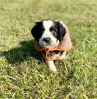 Zdrav� a o�kovan� �t��ata psa a feny anglick�ho �pringr�pan�la.