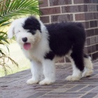 Zdrav� a o�kovan� �t��ata Star�ho Anglick�ho Ov��ka k adopci.