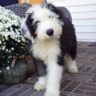 Kr�sn� star� �t��ata Anglick�ho Ov��ka na prodej.