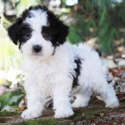 �t��ata trpasli��ho Pudla k adopci.