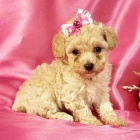 �t��ata pudla k adopci ZDARMA.