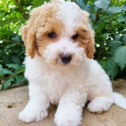 Zdrav� a kr�sn� mini samec a fenka Bi�onek Poo �t��ata na prodej.