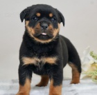 �t��ata rotvajlera k adopci zdarma