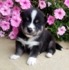 �t��ata MINI Pomskies k adopci - (k��enec sibi�sk� a pomeranian)