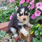 �t���tka MINI Pomskies pejsek a fenka k adopci zdarma