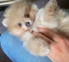 kr�sn� mini pomeranian �t��ata k adopci.