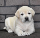 �t��ata pejska a fenky labradorsk�ho retr�vra jako d�rek zdarma.