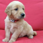 mini �t��ata zlat�ho retr�vra k adopci.