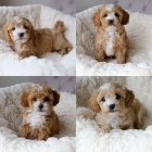 Prod�m �t��ata CAVAPOO.