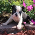 �t��ata bostonsk�ho teri�ra k adopci.