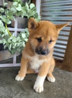 �t��ata shiba inu jako d�rek.