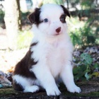 Prod�m roztomil� �t��ata australsk�ho ov��ka