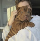 Prod�m zdrav� o�kovan� �t��ata Shar-pei.