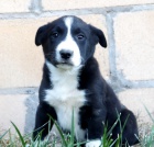 Prod�m �t��ata Border kolie a fenky