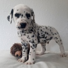 Kr�sn� a zdrav� dalmatin �t��ata na prodej