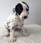dalmatsk� �t��ata na prodej