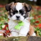 �t��ata SHIH TZU k adopci