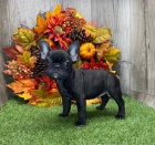 �t��ata francouzsk�ho buldo�ka na v�no�n� d�rek