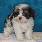 miniaturn� �t��ata kn�ra�� k adopci