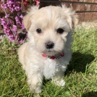 Prod�m �t���tka adoramle pejska a fenky malt�z�ka.