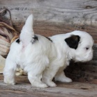 hygienicky a soci�ln� vy�koleni SHIH TZU �t��ata na prodej