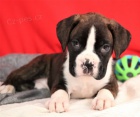 Kr�sn� boxer �t��ata na prodej