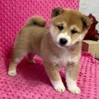 Rozko�n� miminka mini shiba inu �t��ata na prodej