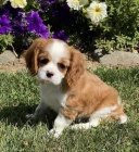 Mil� a rozko�n� Kaval�r King Charles �pan�l �t��ata na prodej.