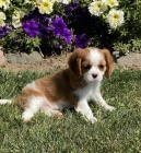 Mil� a rozko�n� Kaval�r King Charles �pan�l �t��ata na prodej.