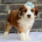 Prod�m �t��ata Bernedoodle.