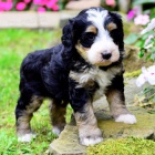 Prod�m �t��ata Bernedoodle.