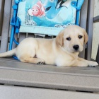 Zdrav� a kr�sn� mu�i a �eny labradorsk� retr�vr �t��ata na prodej.