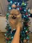 miniaturn� pomeranian �t��ata na prodej.