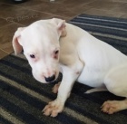 Argentinsk� dogo �t��ata na prodej.