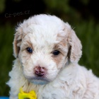 Kr�sn� Bi�onek Poo �t��ata na prodej