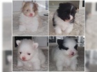 Ply�ov� �pic / POMERANIAN �T��ATA 3500 K� 