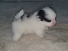 Ply�ov� �pic / POMERANIAN �T��ATA 3500 K� 