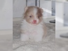 Ply�ov� �pic / POMERANIAN �T��ATA 3500 K� 