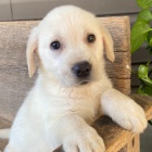 Prod�m zdrav� �t��ata labradorsk�ho retr�vra.