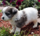 Prod�m �t��ata Shihpoo (k��enec plemen Shih Tzu a Toy Poodle).
