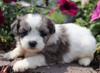 Prod�m �t��ata Shihpoo (k��enec plemen Shih Tzu a Toy Poodle).