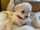 ZDRAV� a O�KOVAN� �t��ata MaltiPoo na prodej (Maltipoos jsou obl�ben�m k��encem malt�z��ka a Toy nebo miniaturn�ho Pudla).