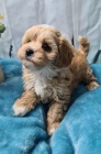 ZDRAV� a O�KOVAN� �t��ata MaltiPoo na prodej (Maltipoos jsou obl�ben�m k��encem malt�z��ka a Toy nebo miniaturn�ho Pudla).