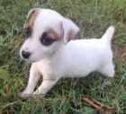 Prod�m kr�sn� a rozko�n� �t���tka jack russell teri�ra.