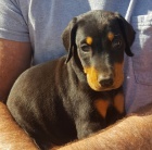 Prod�m �t��ata dobrmana.